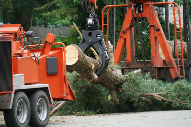 Best Stump Grinding and Removal  in USA